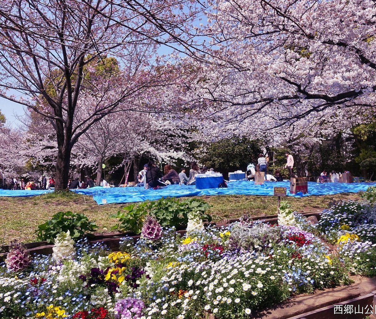 🏞️ 사이고야마 공원 이미지 8